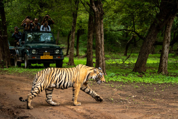 Jim Corbett National Park’s Different Safari Zones
